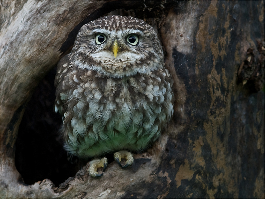 Little Owl